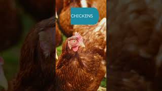 Best livestock animals for your small farm