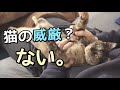 猫の威厳などとっくに失くしたサビ猫