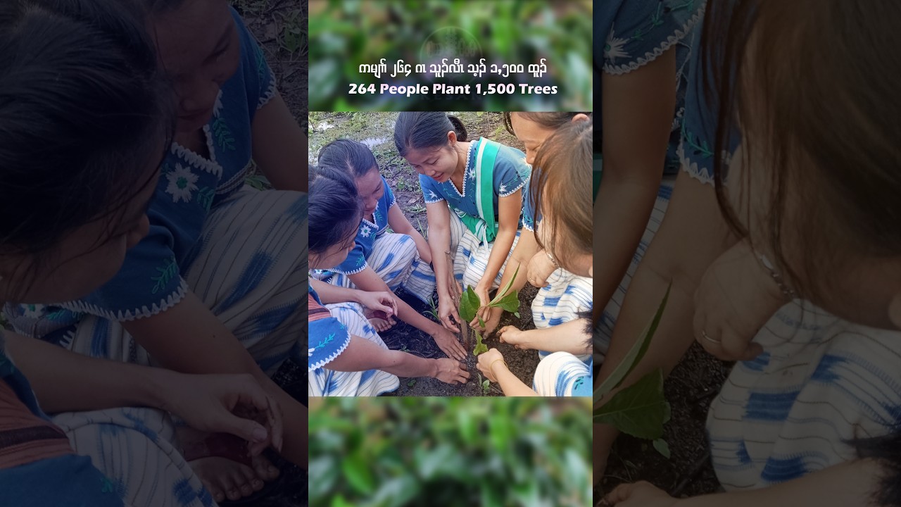 264 People plant 15,00 #tree