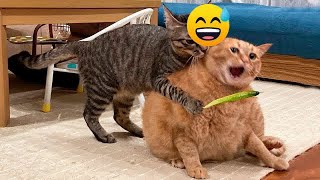 😍🤣 Funniest Cats and Dogs 🤣😻 Best Funny Animals 2024 #15