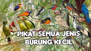 Download Lagu Suara pikat semua jenis burung kecil paling ampuh MP3 Download Lagu Suara pikat semua jenis burung kecil paling ampuh MP3