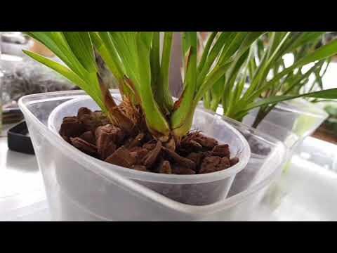 Видео: Как размножаются орхидеи цимбидиум?