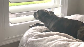 Adorable Staffy Keeps Watch Out The Window For Hours, Waiting For Friends To Pass By!