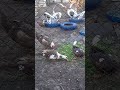 Индоутки весной