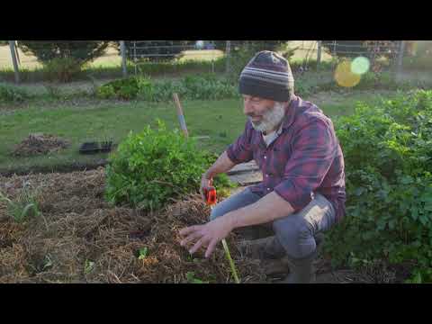 Vegetable Gardening in 1 Square Metre