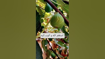 إستغفروا #قرآن #اكسبلور #لايك #الجزائر #تلاوة_خاشعة #ياسر_الدوسري #سورة_الانبياء