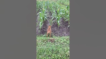 chó săn con rắn trên cánh đồng!!!