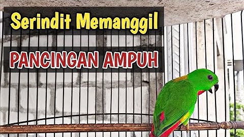 Pancingan serindit ampuh LANGSUNG DI RESPON || Serindit memanggil kawan