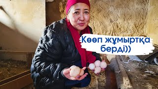 Vlog. Қорада қой маңырап тұр.Тауық көп жұмыртқа берді.Жұмыртқа