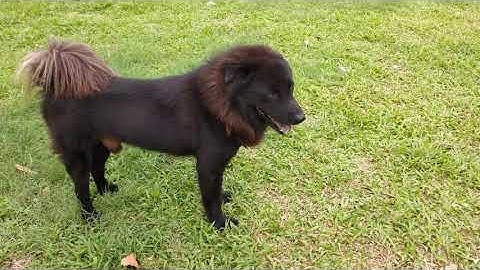 Tứ đại Quốc khuyển Việt Nam