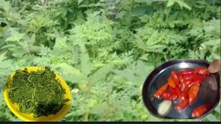 petik kenikir di kebun sendiri,,bikin kulup (klemanan)dan sambel bawang