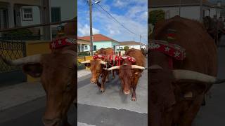 Cortejo de oferendas Festa Nossa Senhora da Saude Arrifes / Ponta Delgada Sao Miguel Azores 17.08.24