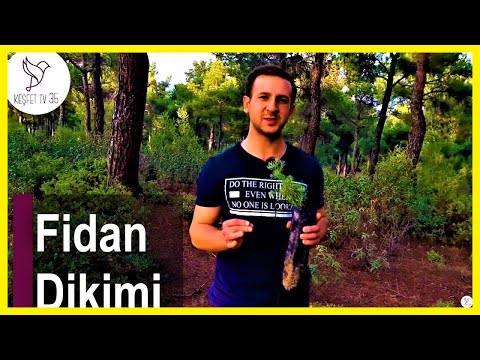 FİDAN DİKİMİ | FİDAN NASIL DİKİLİR? | ÇAM FİDANI NASIL DİKİLİR? | AĞAÇ NASIL DİKİLİR?