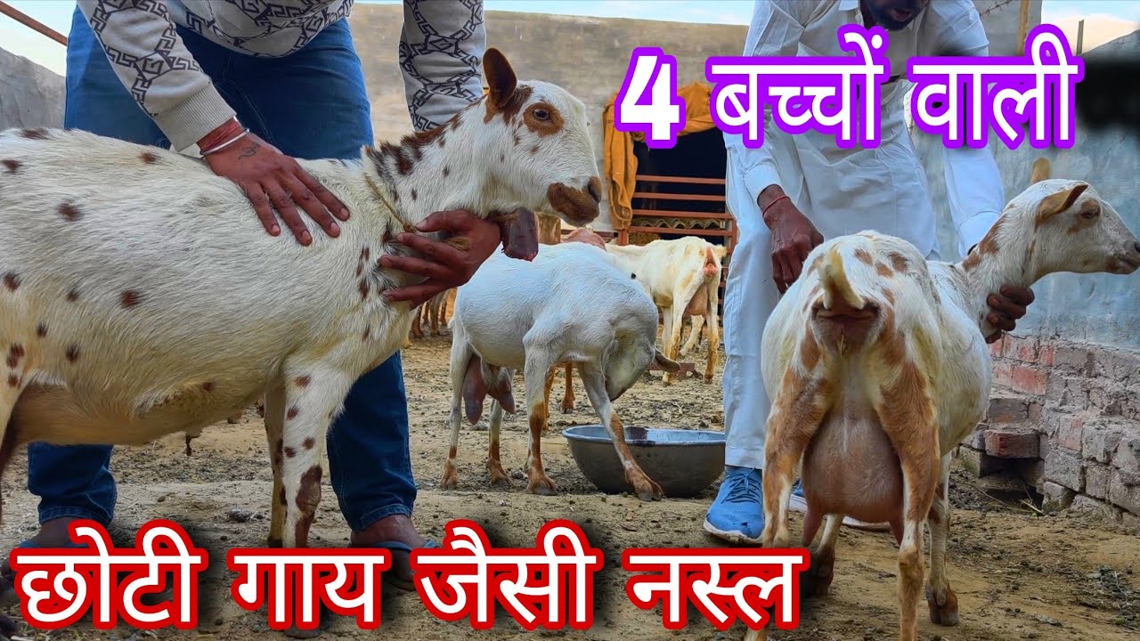 छोटी गाय जैसी 4 बच्चे देने वाली नस्ल बरबरी बकरी फार्म 