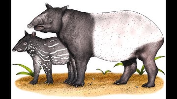 08.04 Beyond the Newtonian Paradigm – Beyond Networks: The Evolution of Living Systems