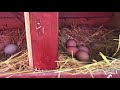 Collecting eggs from our chicken coop