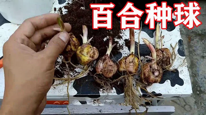 【养养养花花花】新买的百合种球，播种几个小技巧，尽情开花，香气迷人 - 天天要闻
