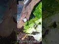 Caracolus sagemon, a Cuban 🐌