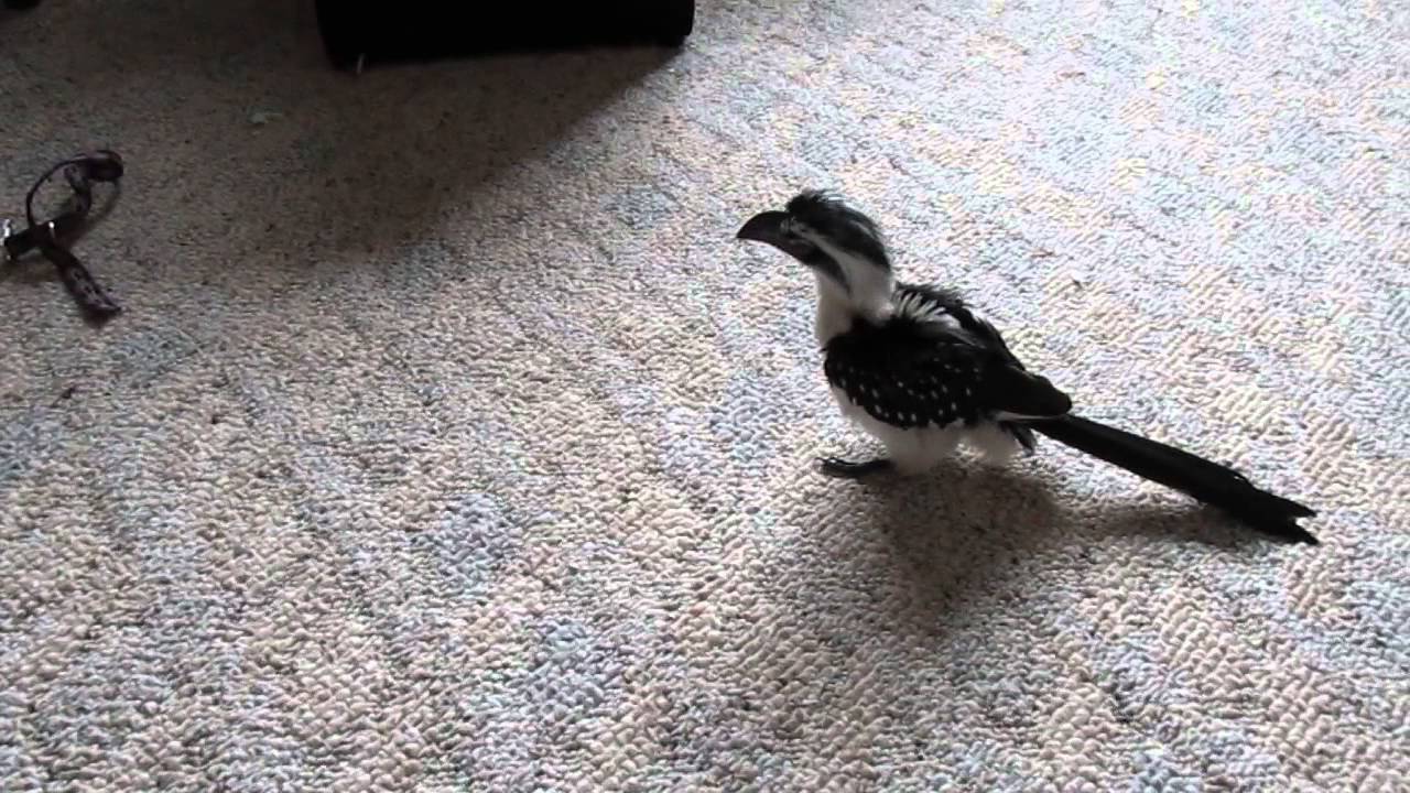 Von der Decken's Hornbill