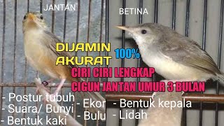 CIRI CIBLEK GUNUNG JANTAN UMUR 3 BULAN 100% AKURAT