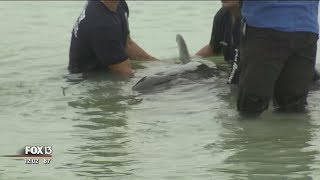 Crews rescue two distressed whales from Sand Key beach