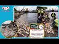 Thousands of Dead Fish Found on Water as FDA Issues Urgent Warning — Avoid Eating Fish