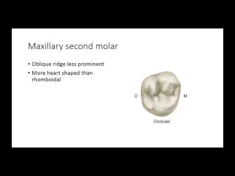 Video: Anatomi Molar, Definisi & Gambar - Peta Badan