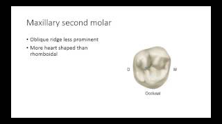 Dental Anatomy: Permanent Molars