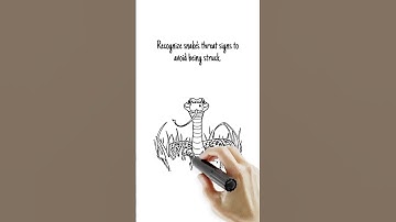 How to Read a Snake’s Body Language Before It Strikes