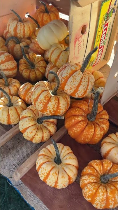 Fall Things to Do in Tampa | Starkey Market