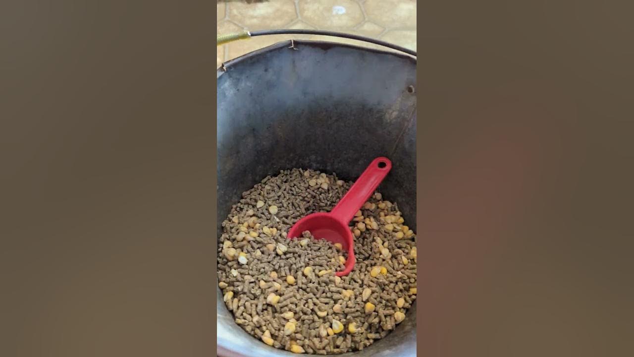 Gamefowl Feeding Tips/Tricks YouTube