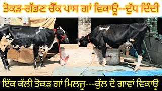 ਤੋਕੜ-ਗੱਭਣ ਚੈੱਕ ਪਾਸ ਗਾਂ ਅਤੇ ਤੋਕੜ ਗਾਂ 98774-73287  ਕੁੱਲ ਦੋ ਗਾਵਾਂ ਵਿਕਾਊ  tokad gabhan check pass hfcow.