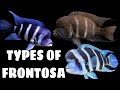 8 Different Types Of Frontosa Cichlid