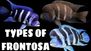 8 Different Types Of Frontosa Cichlid