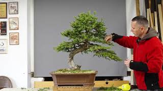 Spruce timelapse