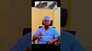 a simple way to eradicate Lassa fever is to ensure our homes are free from rats.