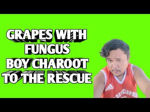 Video: „Grape Rescuer”: Cum Se Folosește Insecto-fungo-stimulant 3 în 1? Timp De Așteptare Pentru Acțiunea De Droguri, Măsuri De Precauție