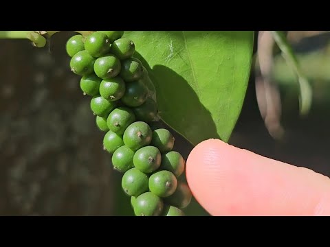 Vídeo: Peppercorn Plant Info - Você pode cultivar plantas de pimenta preta