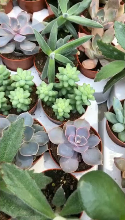 SUKULENTLER STOKLARIMIZA GİRMİŞTİR || TÜRKİYENİN EN BÜYÜK ÇİÇEK BAHÇESİ || İBB BAHÇE MARKET