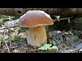 Собираем белые грибы в лесу we collect porcini mushrooms in the forest красивый лес
