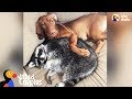 Dog Loves Protecting Her Raccoon Sister - JUNE & WAFFLES | The Dodo Odd Couples