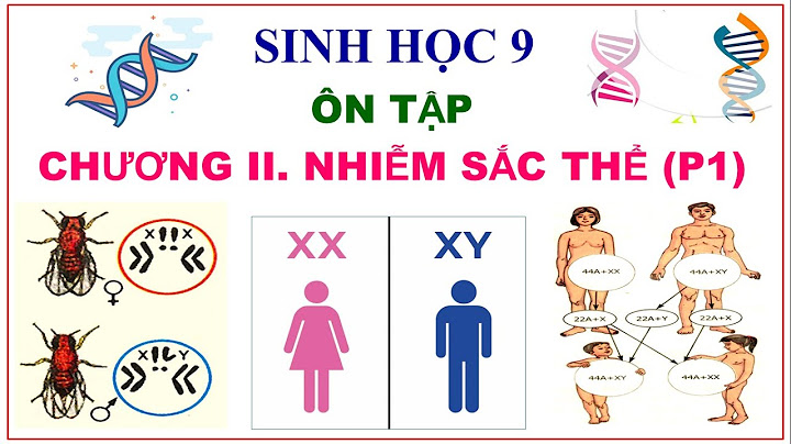 Thành phần hóa học của chất nhiễm sắc thể là năm 2024