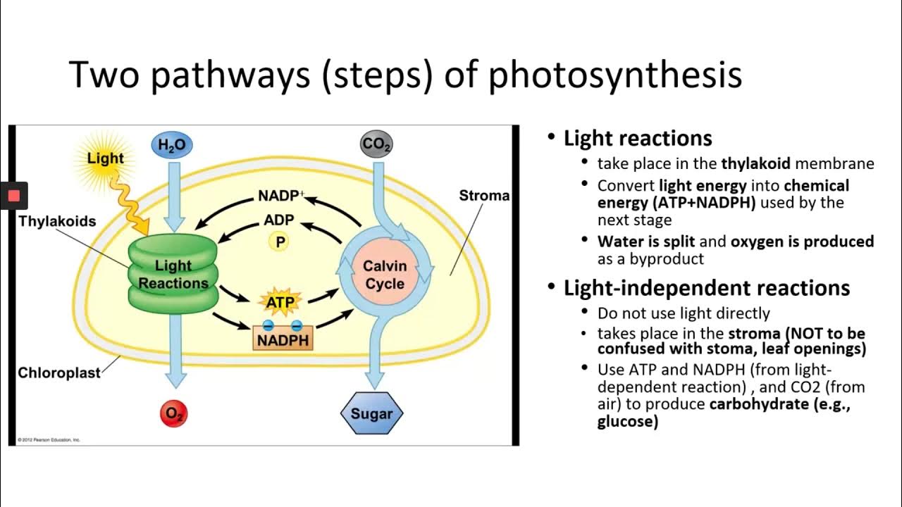 Био 111. Most metabolic Reactions take place in. Riba Parts Pathway. Light processes