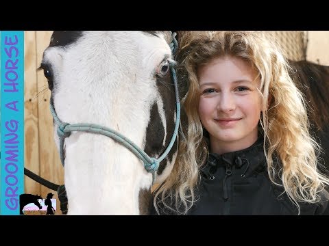 Grooming a Horse