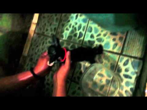 Cara memandikan kucing anggora