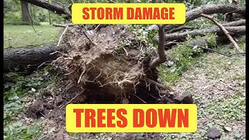 Storm damage - TREES DOWN - we start the clean up process & Stihl MS250 chainsaw is put into action