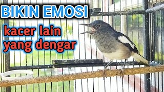 SUARA KACER BETINA BIRAHI TERBUKTI AMPUH NAIKAN EMOSI KACER LAIN