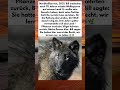 Der Wolf, der zurückkehrte! #RückkehrDesWolfes #Naturschutz #WildtierWiederherstellung