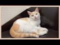 【悲報】余命宣告を受けた猫を健診に連れていきました