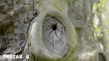 Eurasian Nuthatch nest site (Sitta europaea) / Kleibernest
